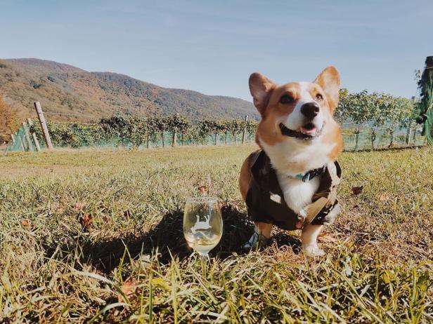 A corgi next to a glass of wine in a vineyard