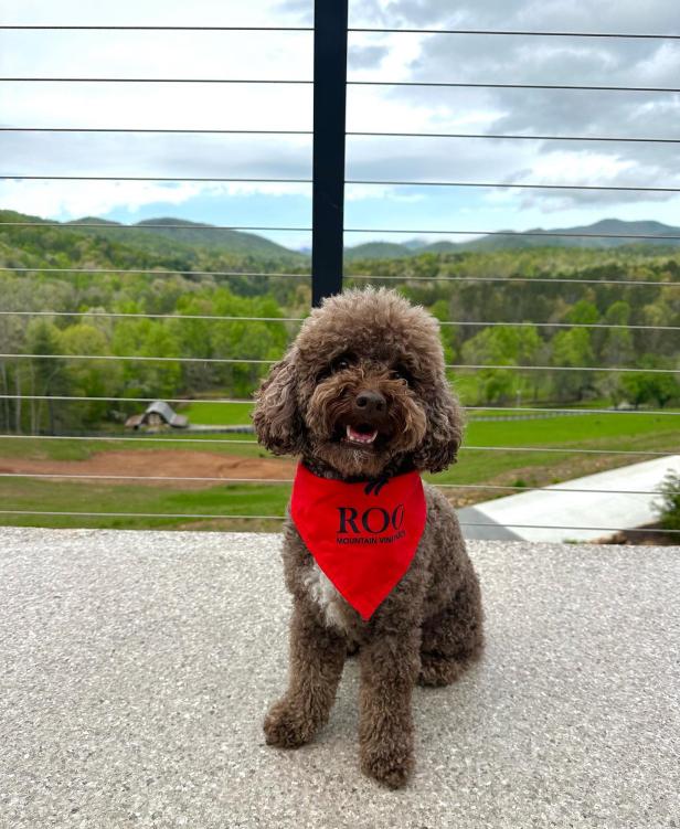 Fluffy brown dog wearing a red bandana at Roo Mountain Vineyards
