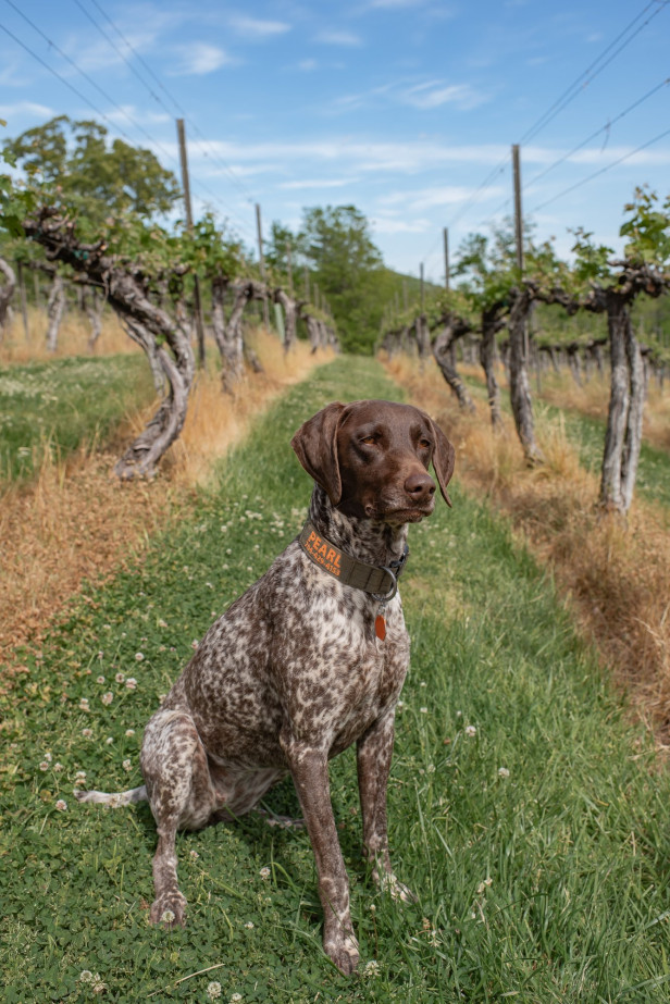Dog in the vineyard at Wolf Mountain Vineyards