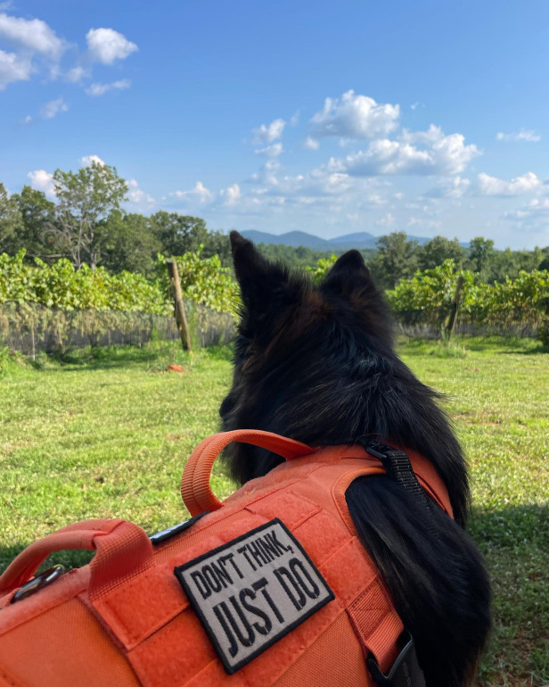 black dog wearing a red backpack with a patch that says "Don't Think Just Do" looking at the vineyard