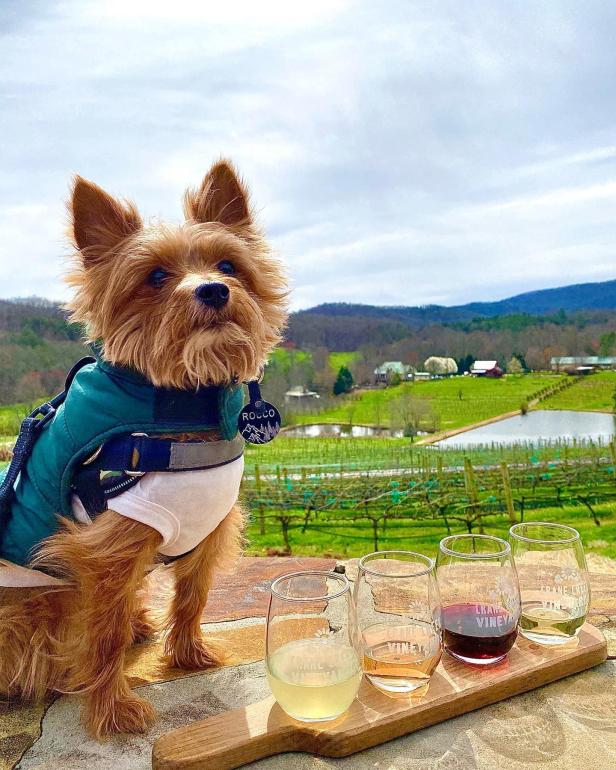 Small brown dog wearing a blue coat sitting next to a flight of wines with the vineyard in the background at Crane Creek Vineyards