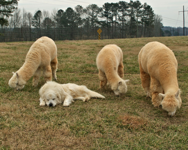 dog resting near three alpacas at Trillium Vineyard