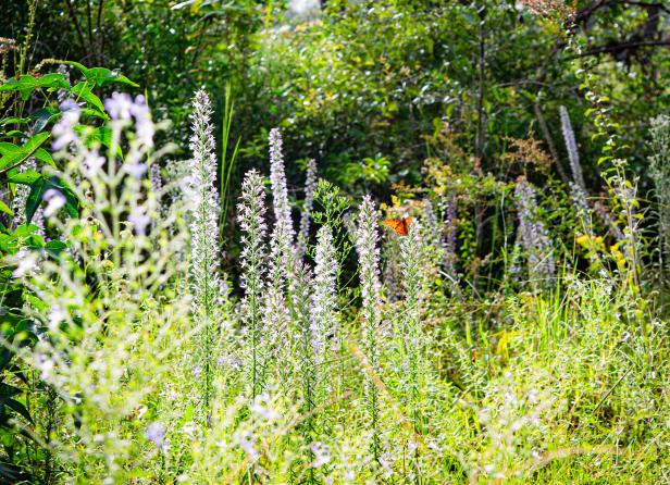 Orange butterfly and purple flowers in a field