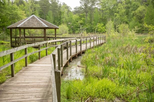 A boardwalk cuts a path through a lush green marsh at Newman Wetlands Center in Hampton, Georgia