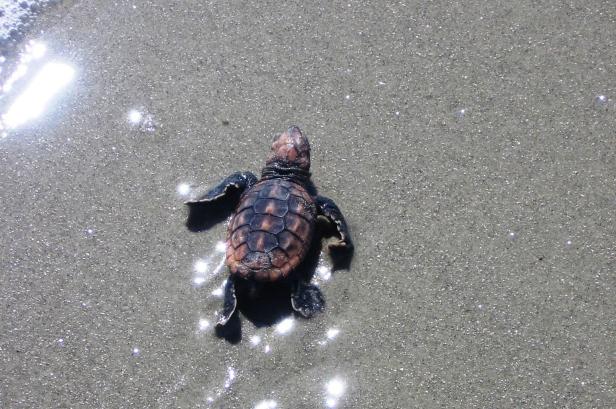 Baby sea turtle resting on the sand at a beach.