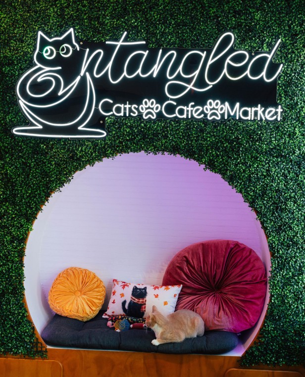 Cat inside of the Entangled Cat Cafe