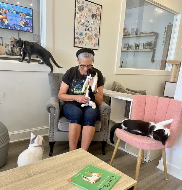 Cats at the pounce cat cafe