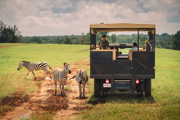 A truck in a field next to three zebras at the Georgia Safari Conservation Park in Madison, Georgia