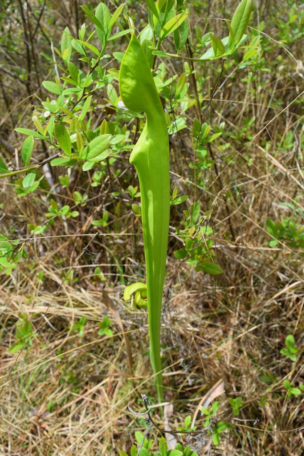 Green pitcherplant at Doerun Pitcherplant Bog WMA in Doerun, Georgia