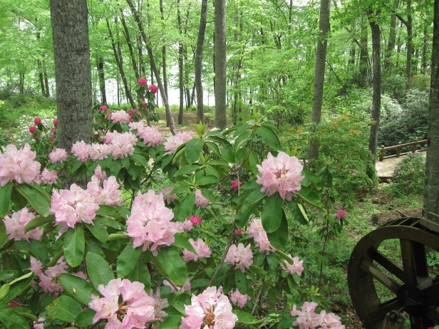 Blooming rhododendron at Hamilton Gardens in Hiawassee, Georgia