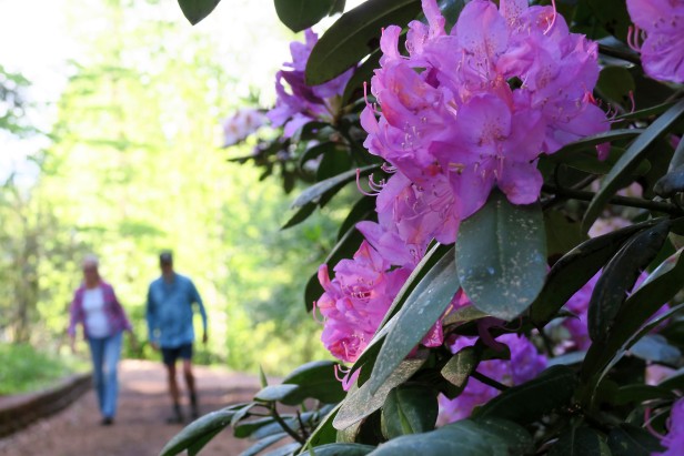 Walkers on a path next to a blooming azalea at Hamilton Gardens in Hiawassee, Georgia