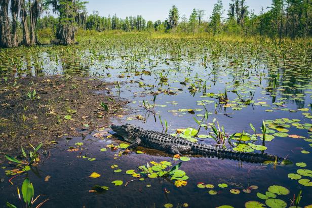 Alligator in the Okefenokee Swamp