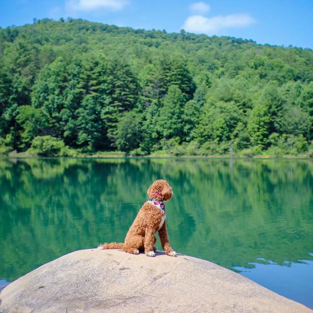 Dog looking at the water at Black Rock Mountain State Park in Mountain City, Georgia