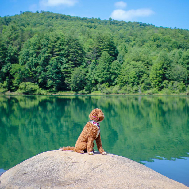 Dog looking at the water at Black Rock Mountain State Park in Mountain City, Georgia