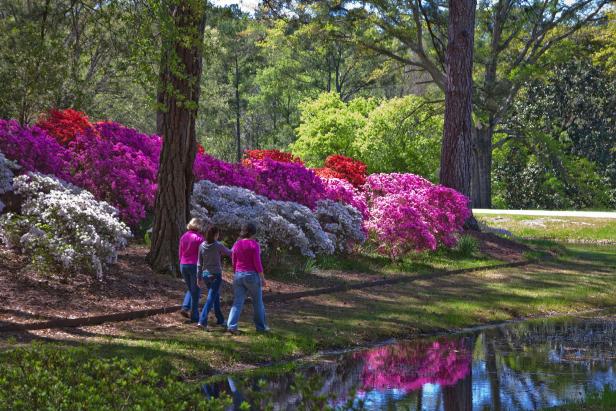 Azaleas in bloom at Callaway Resort & Gardens in Pine Mountain, Georgia
