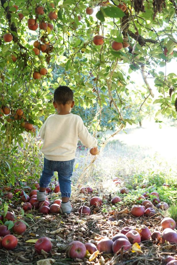 Child under an apple tree in North Georgia