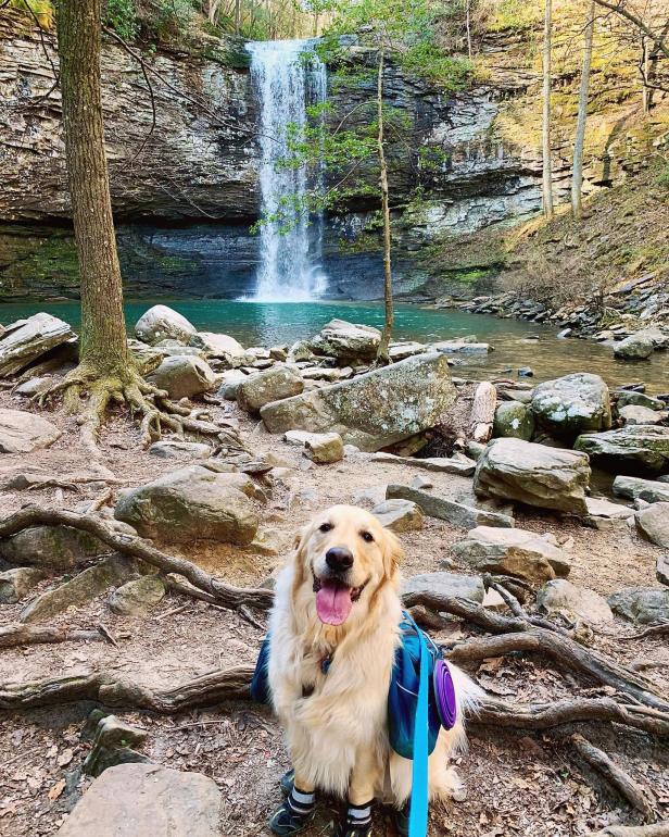 Dog at a waterfall at Cloudland Canyon State Park in Rising Fawn, Georgia