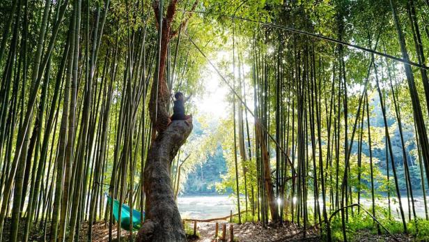 Bamboo forest on East Palisades Trail in Chattahoochee River National Recreation Area