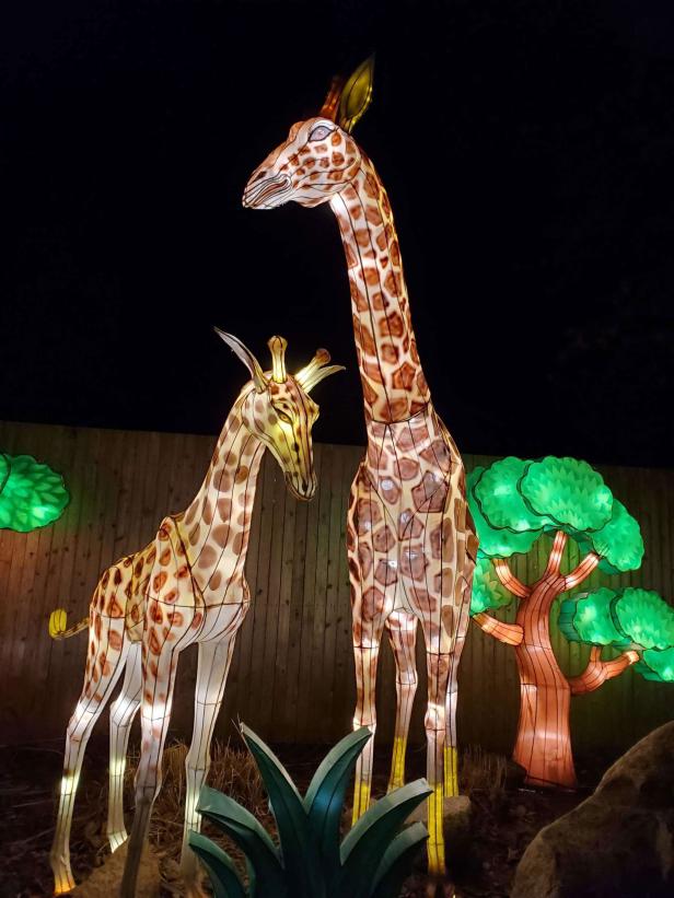 Large giraffe lanterns lit up inside a zoo.