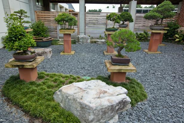 Monastery bonsai