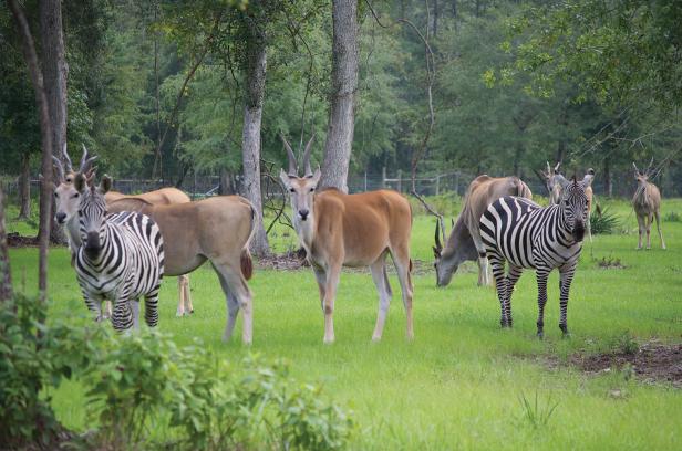 Exotic animals at Chehaw Park in Albany, Georgia