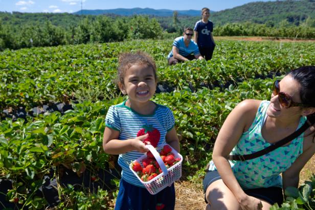 Families picking strawberries at Mercier Orchards in Blue Ridge, Georgia