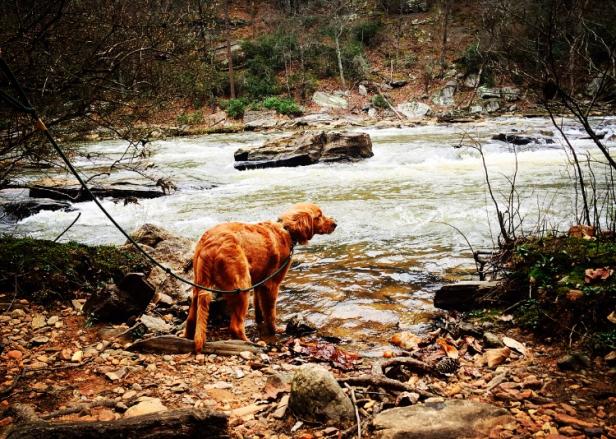 Dog at Sweetwater Creek State Park