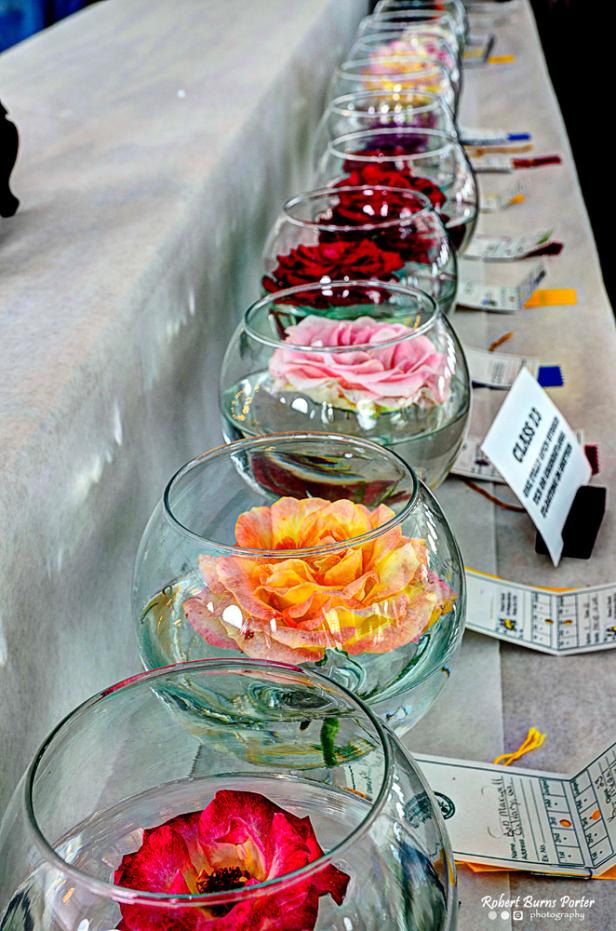 Thomasville Rose Show and Festival