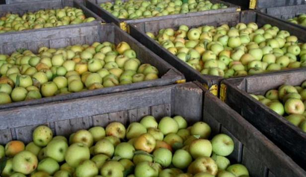 Apples at R & A Orchards in Ellijay