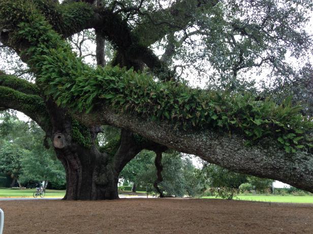 Big Oak, Thomasville