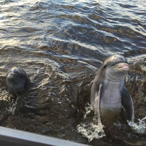Dolphins