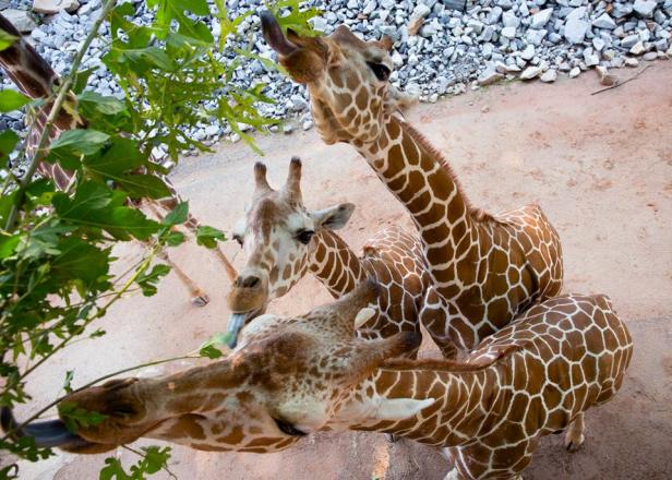 Giraffes at Zoo Atlanta