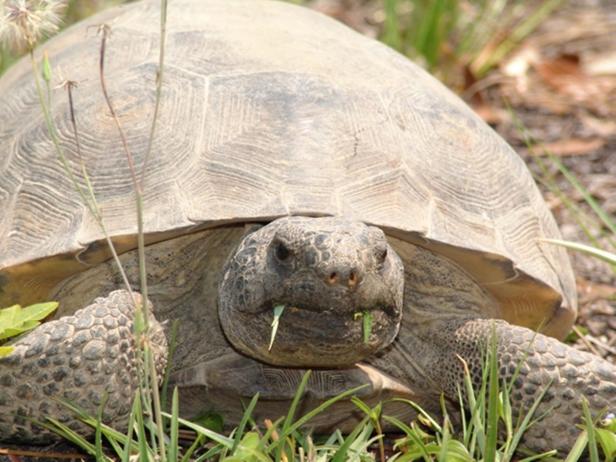 Gopher tortoise