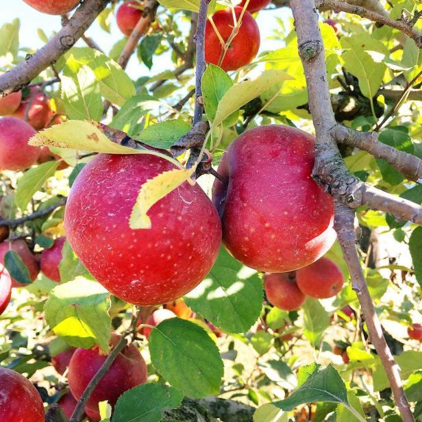 Apples on the trees at Hillcrest Orchards in Ellijay, Georgia