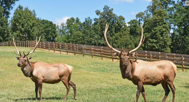 Chestatee Wildlife Preserve