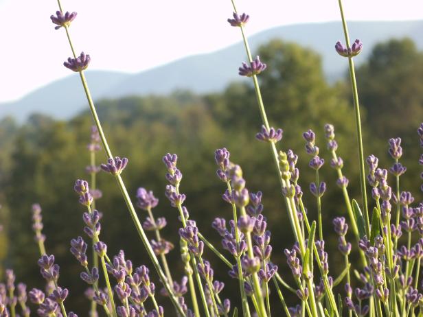 Lavender field at Lavender Lamb Farm in Cleveland, Georgia