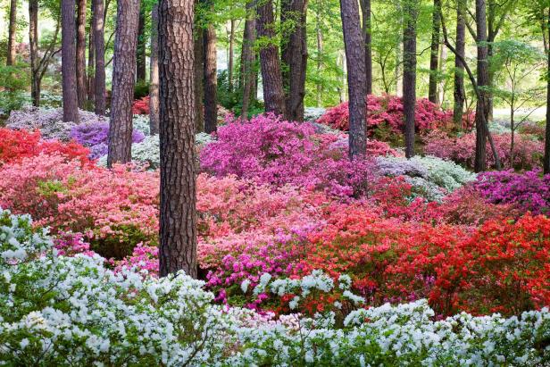Blooming azaleas in the Overlook Garden at Callaway Resort & Gardens in Pine Mountain, Georgia