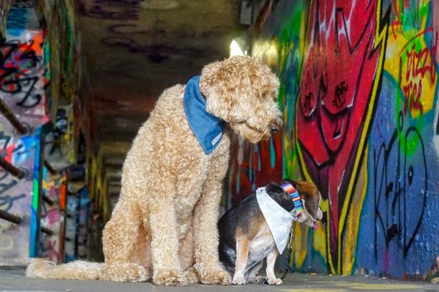 Pet-friendly Atlanta landmarks