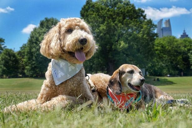 Two dogs in Piedmont Park in Atlanta, Georgia