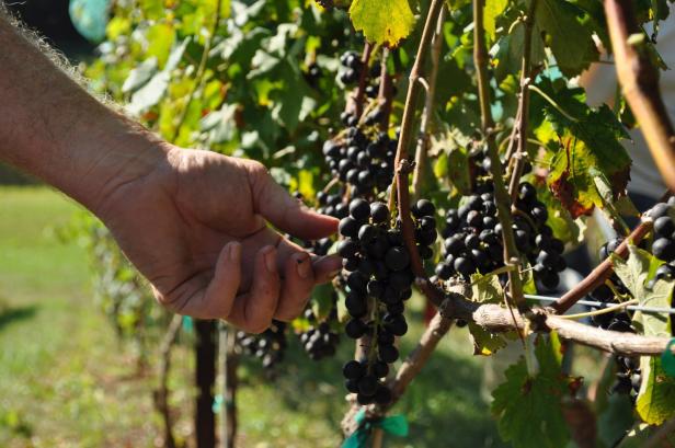 Odom Springs Vineyards