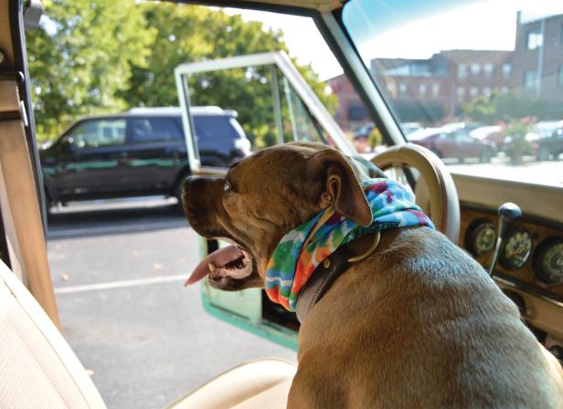 Pet Friendly Downtown Rome, GA