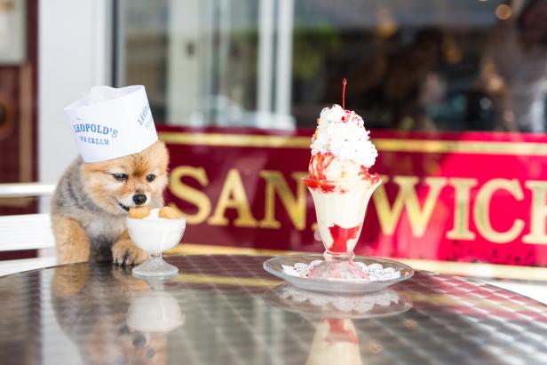 Dog eats ice cream outside Leopold's in Savannah