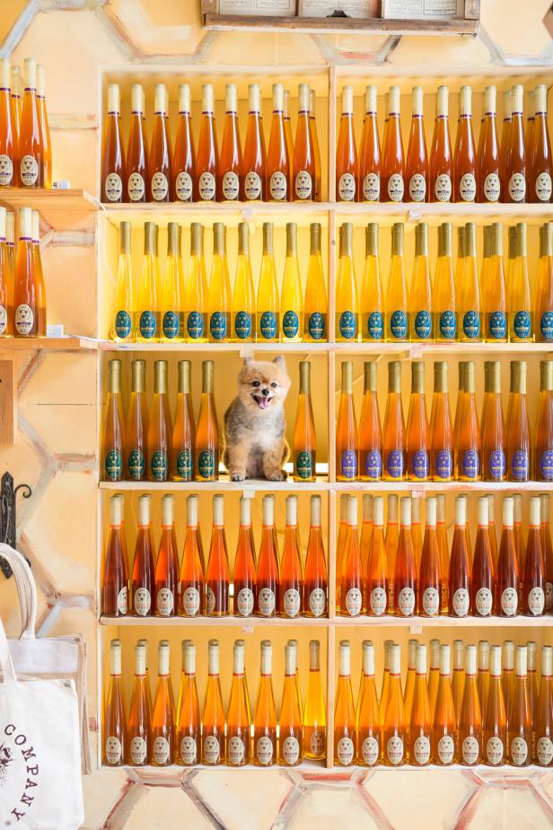 A dog sits on a shelf among several rows of bottled honey at Savannah Bee Company