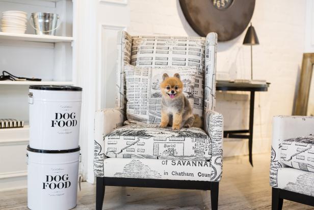 A dog sitting on a black and white chair in Sylvester & Co. in Savannah