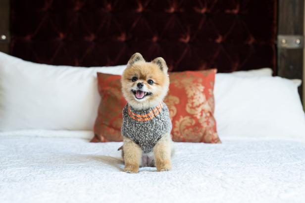 Dog sitting on a bed at The Bohemian Hotel in Savannah