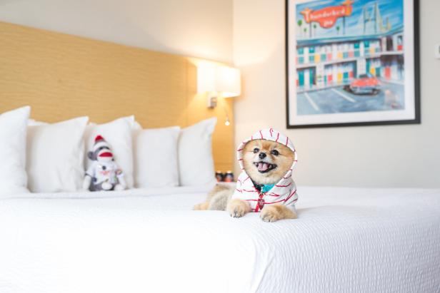 A dog wearing a hooded sweatshirt sits on a bed at The Thunderbird Inn in Savannah