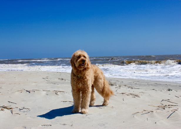 Dog on the beach on St. Simons Island, Georgia