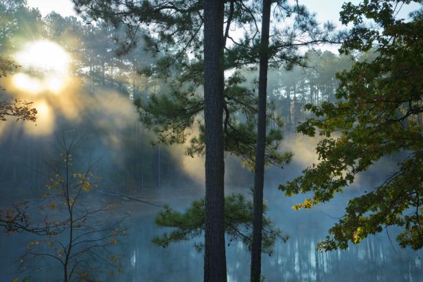 Sun through the trees at Red Top Mountain State Park
