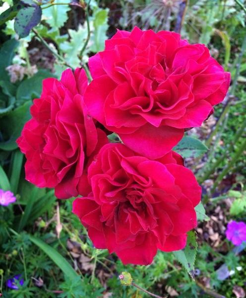 Roses at the Atlanta Botanical Garden