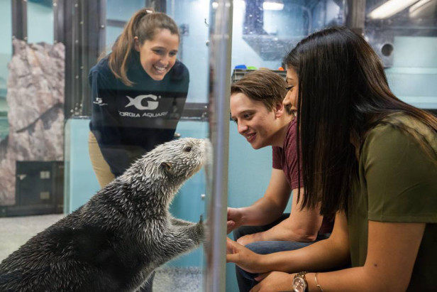 A couple with a sea otter at the Georgia Aquarium in Atlanta